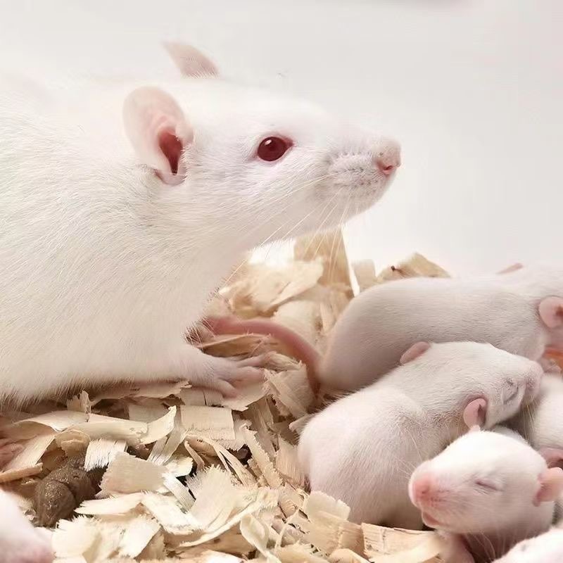 小白鼠宠物鼠实验鼠仓鼠