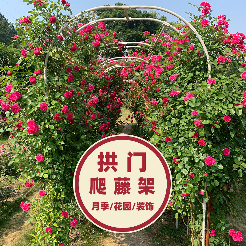 虹越园之助花园拱门花架庭院月季蓝雪花铁线莲藤本植物爬藤架子