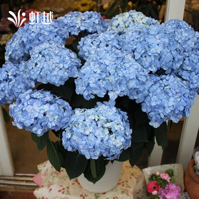 新品绣球花苗天照大御旭日升天宝流明镜止水球形晴天盆栽四季开花