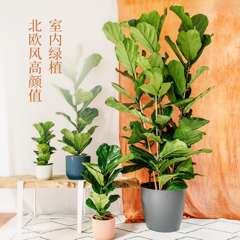 虹越琴叶榕大盆栽北欧风网红绿植室内盆栽好养办公室客厅大型植物
