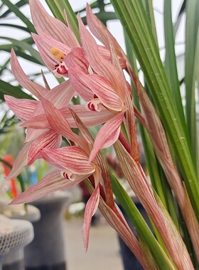 四川春剑红花 兰花苗 红色兰花 自然养植兰草苗  蜀雅兰苑 盆栽花