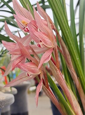四川春剑红花 兰花苗 红色兰花 自然养植兰草苗  蜀雅兰苑 盆栽花