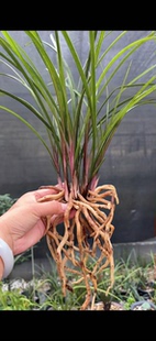 惠兰红香妃兰花苗 自然养植苗