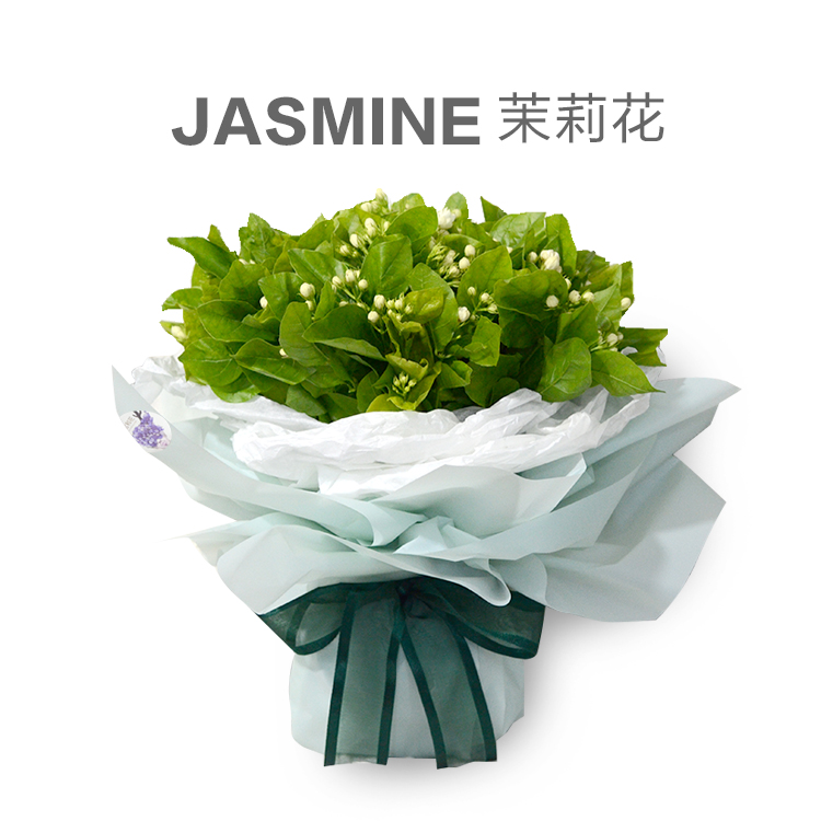 鹿官和花茉莉花绿色森系花束生日上海鲜花同城速递江浙沪顺丰包邮|msdalam kategori penghantaran bunga/bunga simulasi/tumbuhan berkebun, penghantaran bunga (bandar) - dari Buy2taobao.com untuk memberikan perkhidmatan ejen Taobao profesional membeli