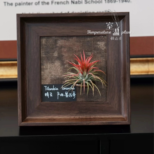 室温原创空气凤梨手工定制