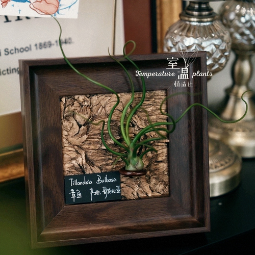 【朗姆酒日记】室温原创空气凤梨装饰生日礼物桌面摆件墙壁植物