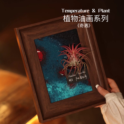 《奇遇》室温原创空气凤梨礼物懒人植物桌面摆件寓意油画墙面装饰