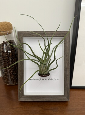 【巴洛克图书馆】室温原创空气凤梨桌面装饰植物寓意生日礼物