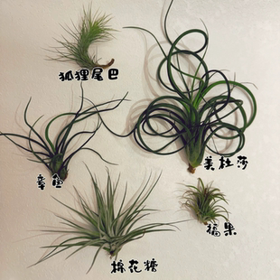 植物单拍链接~单颗植物(补充)无装饰框~
