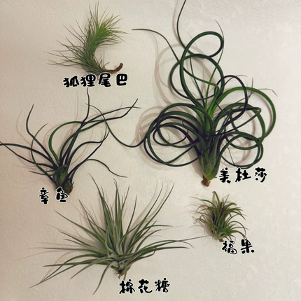 植物单拍链接~单颗植物（补充）无装饰框~