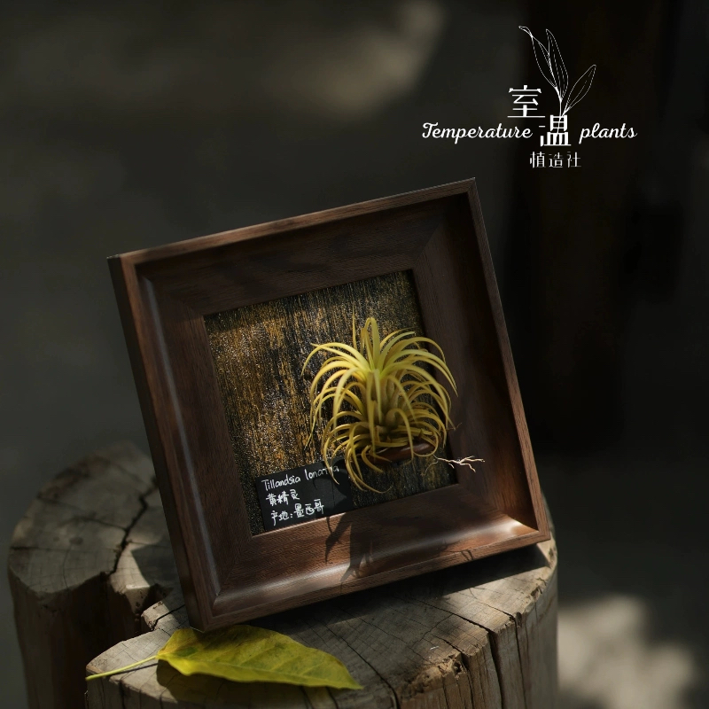 【安蒂斯精灵】室温原创空气凤梨寓意生日礼物懒人桌摆件墙面植物