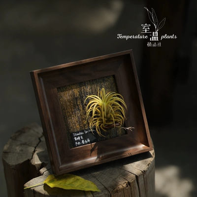 【安蒂斯精灵】室温原创空气凤梨寓意生日礼物懒人桌摆件墙面植物