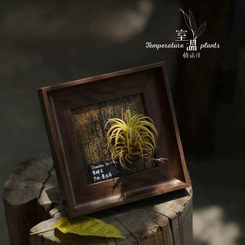 【安蒂斯精灵】室温原创空气凤梨寓意生日礼物懒人桌摆件墙面植物