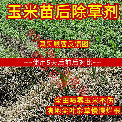 新一代玉米地除草专用剂不伤苗子