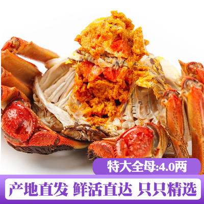 【活蟹】6只装全母蟹4.0两大闸蟹