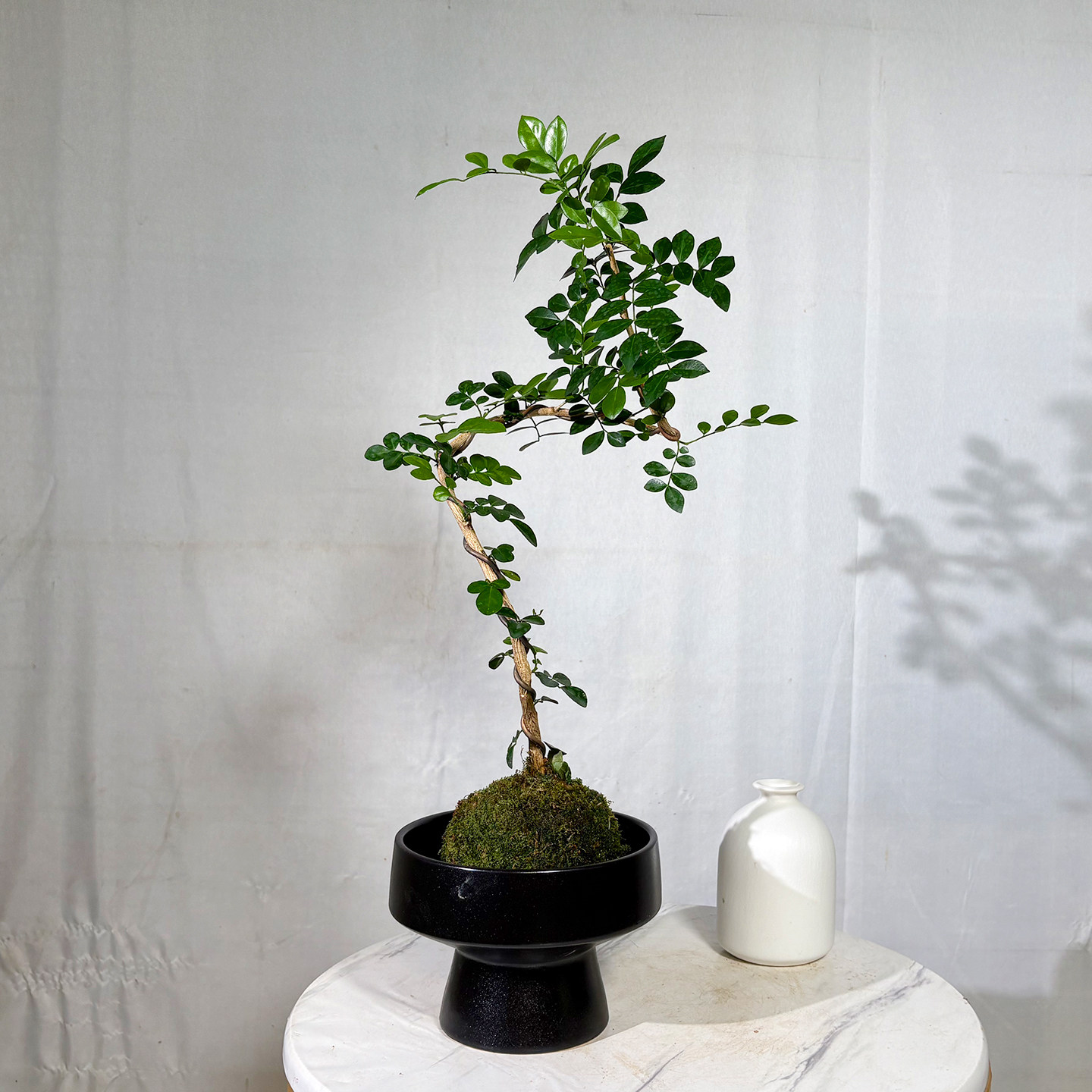 苔藓球九里香发财树密叶猴耳环小叶紫檀盆栽桌面水培懒人好养绿植