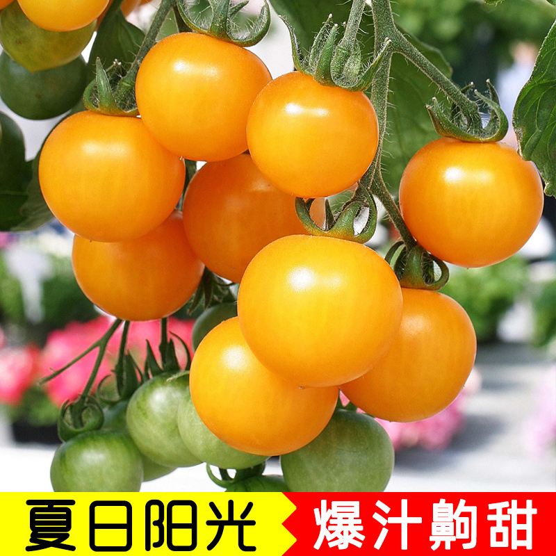 特色小黄樱桃冬季早熟番茄种子
