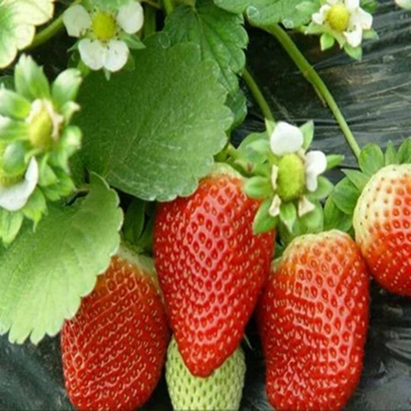 四季特色蔬菜意大利草莓种子奶莓水果春秋季农家菜园阳台盆栽易种