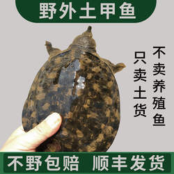 正宗洪湖土甲鱼鲜活野外生长老鳖纯野货不卖养殖鱼水鱼王八中华鳖