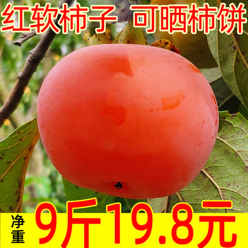软甜柿子青柿子红冻硬柿子懒柿子可晒柿饼原料大红柿9斤广西恭城