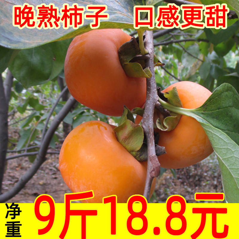 脆柿子广西桂林恭城新鲜当季现摘水果巧克力柿子脆甜硬柿子5斤9斤