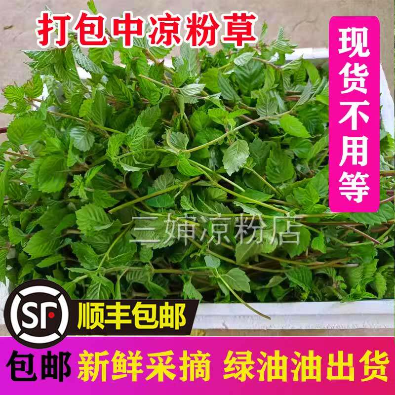 1斤包邮茂名凉粉绿凉粉草新鲜凉粉草苗烧仙草黑凉粉甜品制作韵达