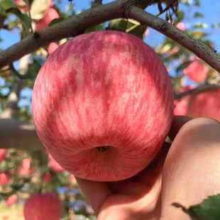 新鲜苹果红富士水果脆甜正宗陕西咸阳马栏红10斤整箱丑当季冰糖心