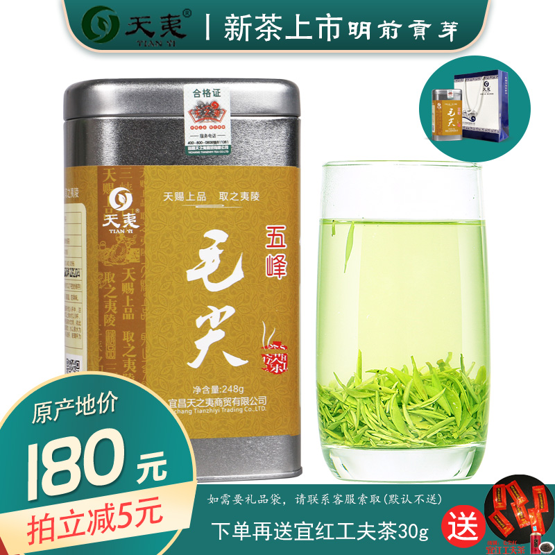 2024新茶五峰毛尖【明前贡芽】湖北宜昌采花特级高山浓香春茶叶 茶 特色产区绿茶 原图主图