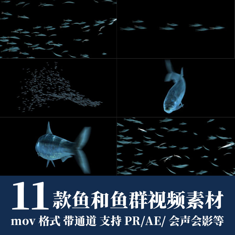 pr/ae视频素材海洋大海水中游动的鱼儿沙丁鱼群alpha透明通道动画