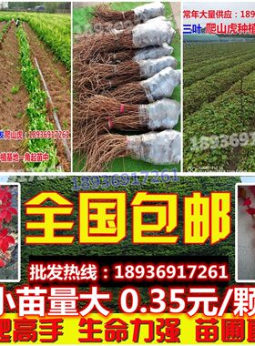 爬山虎植物四季盆栽户外绿化三叶