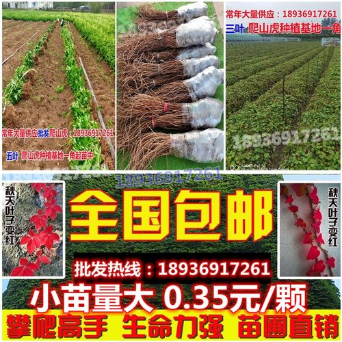 爬山虎植物四季盆栽户外绿化三叶