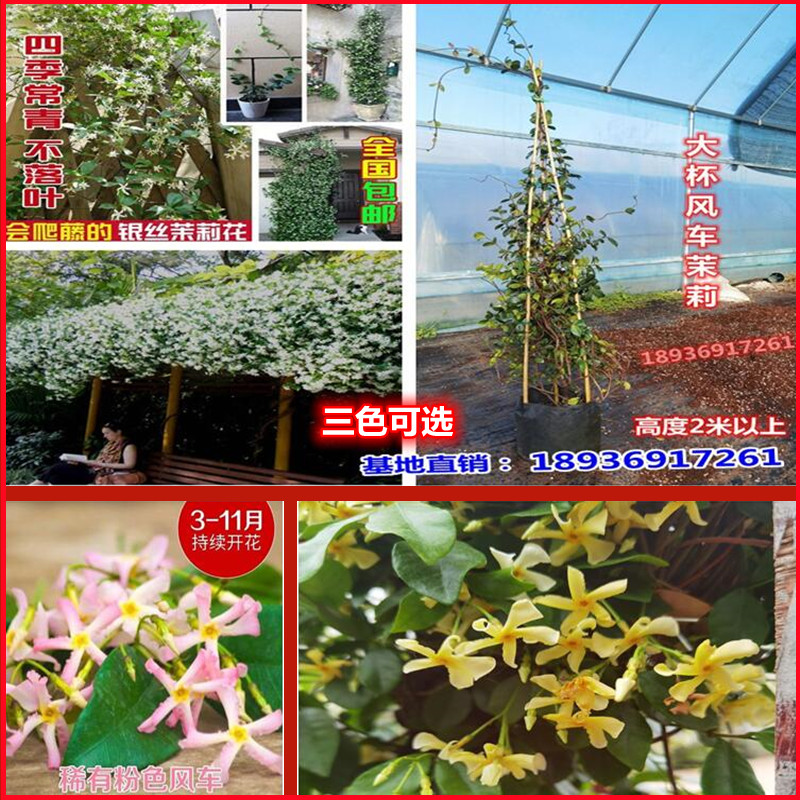 爬藤花卉络石植物风车四季常青