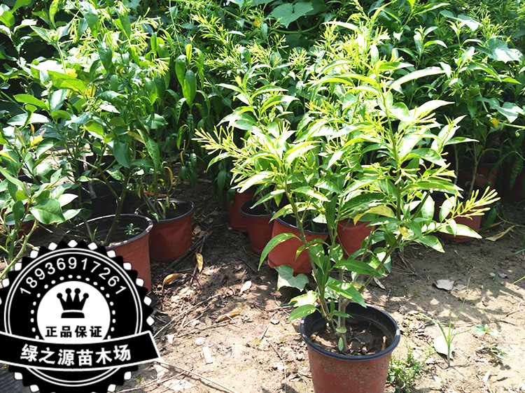夜来香花苗盆栽阳台庭院夏季香草树苗夜兰香植物花卉当年开花
