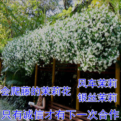 爬藤花卉络石植物风车四季常青