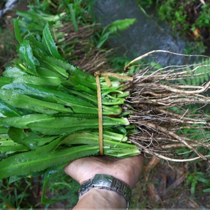 山野大叶香菜种籽刺芫荽种子泰国香菜种苗农家四季蔬菜菜籽种大全-封面