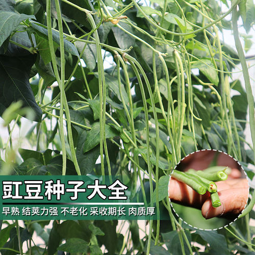 豇豆种子四季豆种子无筋架豆种子春季蔬菜种子长豆角种籽 - 封面