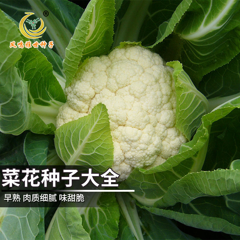 花椰菜泡芙条特价 天猫花椰菜泡芙条优惠券 淘宝花椰菜泡芙条优惠卷免费领取 白菜哦 花椰菜泡芙条特价 天猫花椰菜泡芙条优惠券 淘宝花椰菜泡芙条优惠卷免费领取 白菜哦