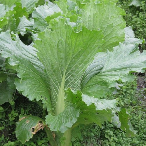 绍菜。京研球白菜四季