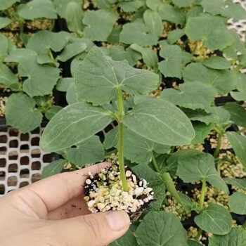 凤鸣雅世甜瓜苗四季阳台