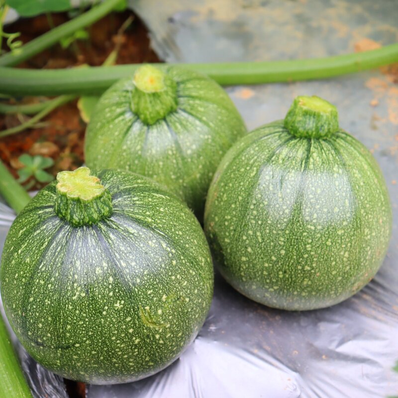 圆形水果西葫芦种子蔬菜籽种碧珠金珠京珠阳台盆栽生吃春蔬菜种孑