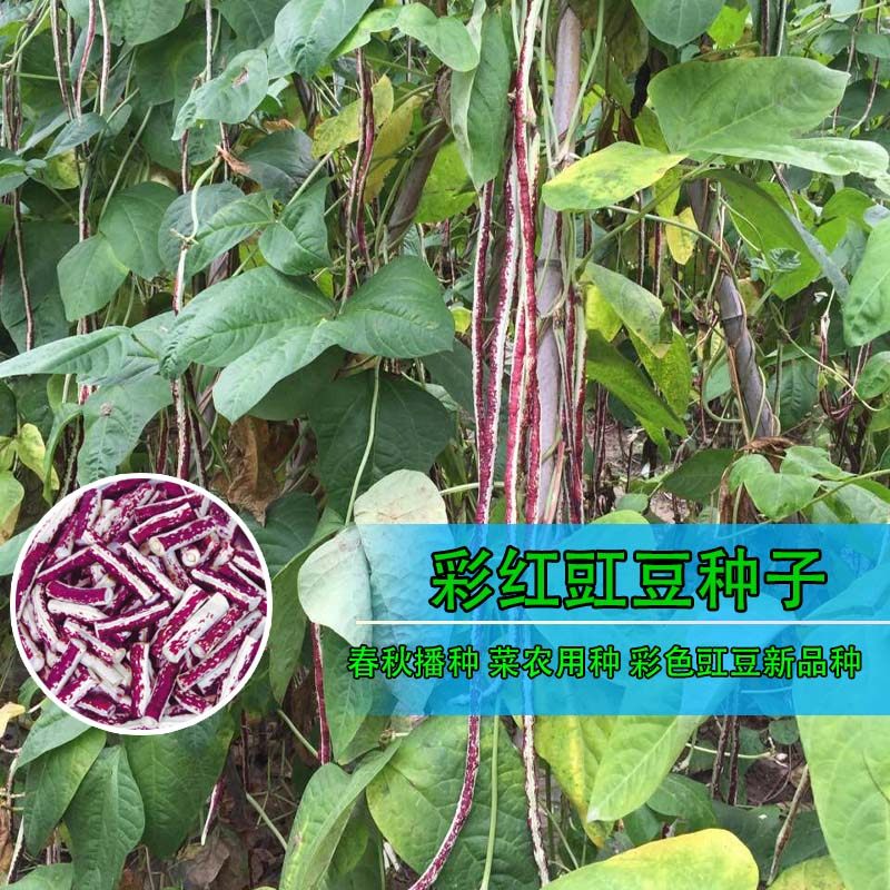彩虹豇豆种子大全满地红无支架不搭架长豆角种籽农家四季蔬菜种孑