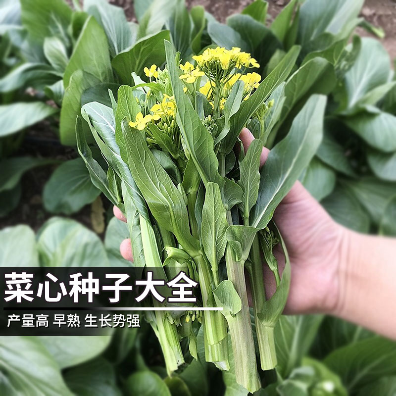 菜心种子农科院迟菜心四季种籽广东芥蓝菜心阳台盆栽农家蔬菜种孑