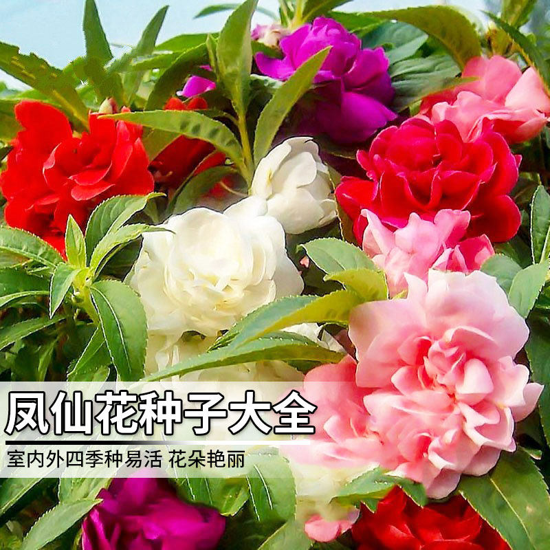 凤仙花种子大全盆栽重瓣指甲花易活四季开花非洲凤仙花种籽花种