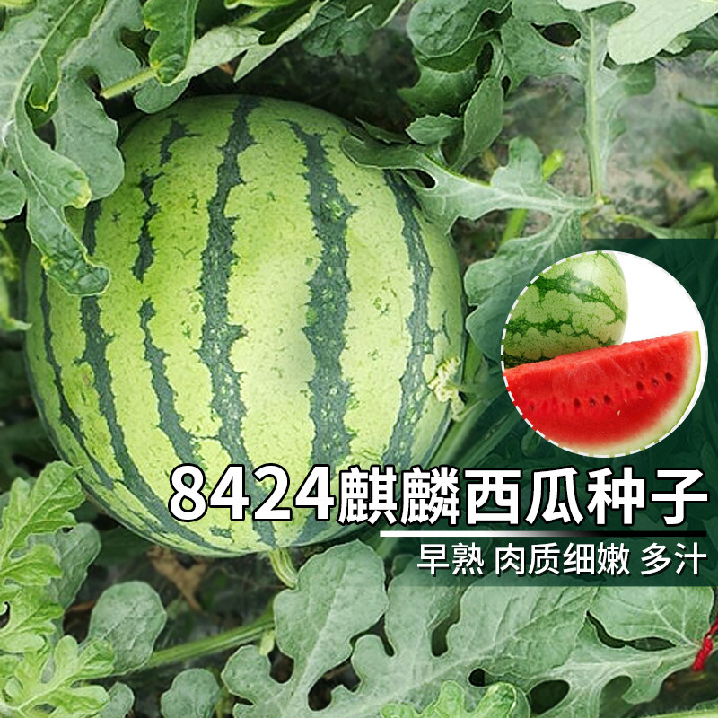 高产甜早熟8424西瓜种子四季冰糖心麒麟西瓜种籽薄皮蔬果水果种孑高性价比高么？