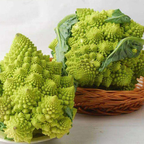 花椰菜种子价格 花椰菜种子图片 星期三