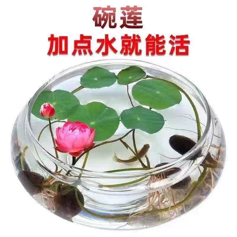 水培碗莲种籽子四季睡莲荷花水养植物种藕缸养盆栽铜钱草草籽种孑