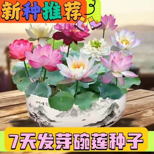 水培碗莲种籽子泗季睡莲荷花水养植物种藕缸养盆栽铜钱草草籽种孑