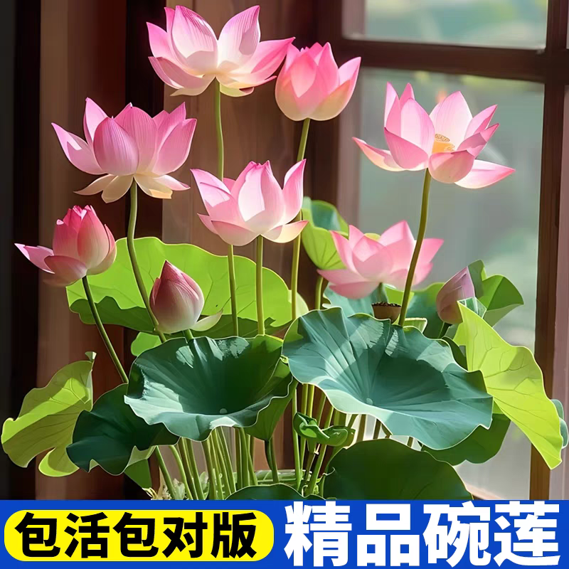 【水培开花】莲花懒人水养四季开花碗莲水培植物荷花阳台和鱼共养