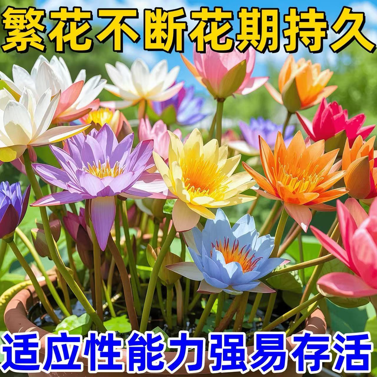 水培碗莲种籽子四季睡莲荷花水养植物种藕缸养盆栽铜钱草草籽种孑