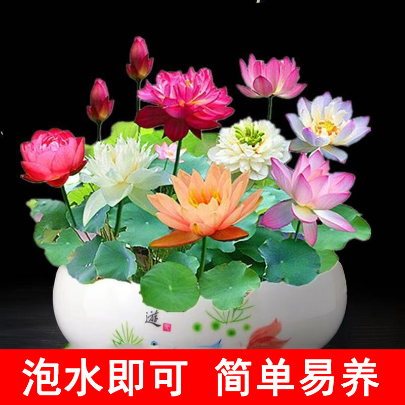 水培碗莲种籽子四季睡莲荷花水养水生植物